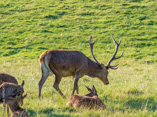 Fototapeta Naklejka Na Ścianę i Meble -  Perthshire / Szkocja - 25 sierpień 2019: Zwierzęta obok Zamku Blair w sierpniowy słoneczny dzień