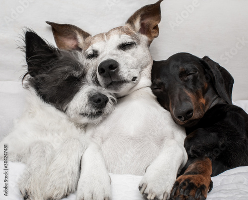 dogs under blanket cuddling and cozy together