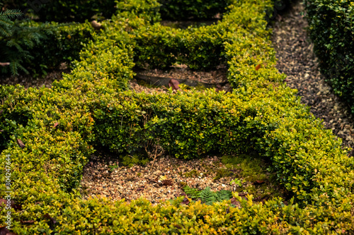 small shaped hedges