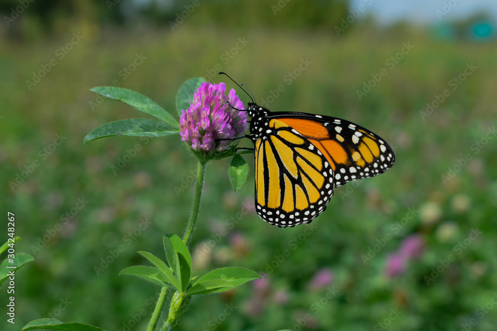 Fototapeta premium butterfly on flower