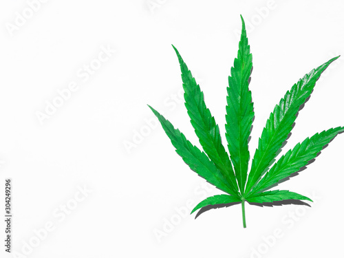 Green cannabis leaf isolated on white closeup