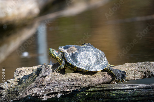 Schildkröte in der Sonne auf Baumstamm