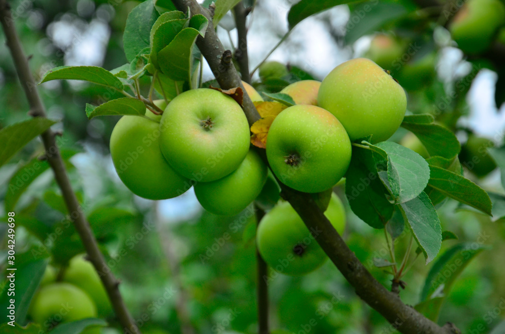 Branch with apples