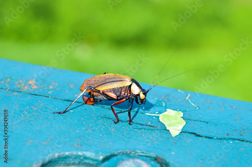 The beautiful bug