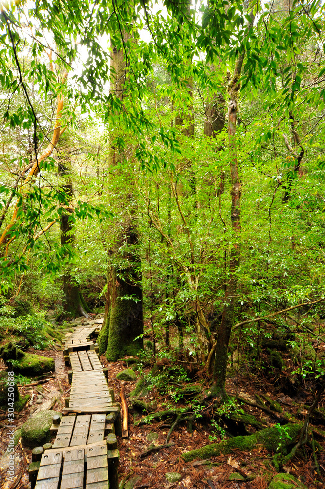 Fototapeta premium 屋久島もののけの森