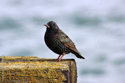 San Francsico bird by the pier photo