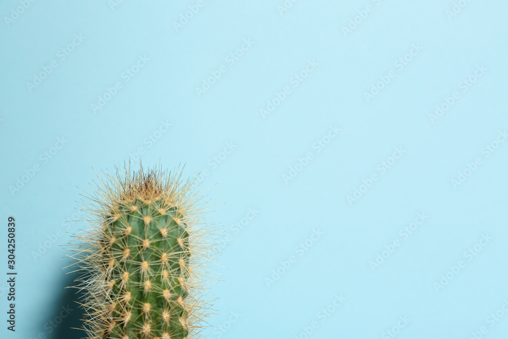 Beautiful cactus on light blue background, space for text Beautiful cactus on light blue background, space for text
