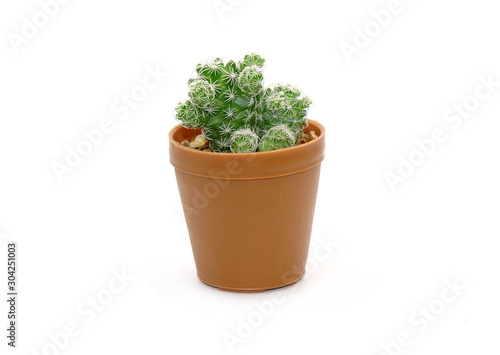Cactus in pot isolated on white background. Potted ornamental plants for absorb electromagnetic (EMF) radiation from computer in office, easy care potted plants