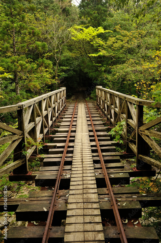 Fototapeta premium 屋久島もののけの森