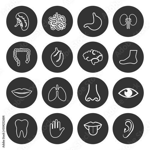 human anatomy icon vector design symbol