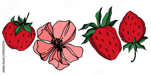 Vector strawberry fresh berry healthy food. Black and white engraved ink art. Isolated strawberry illustration element.