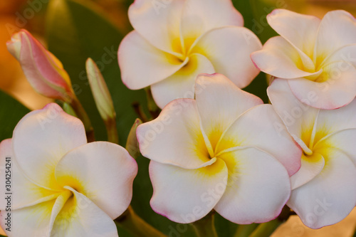 Close up view of rainbow plumeria  frangipani  tree flowers blooming a beautiful white from indoor low light conditions