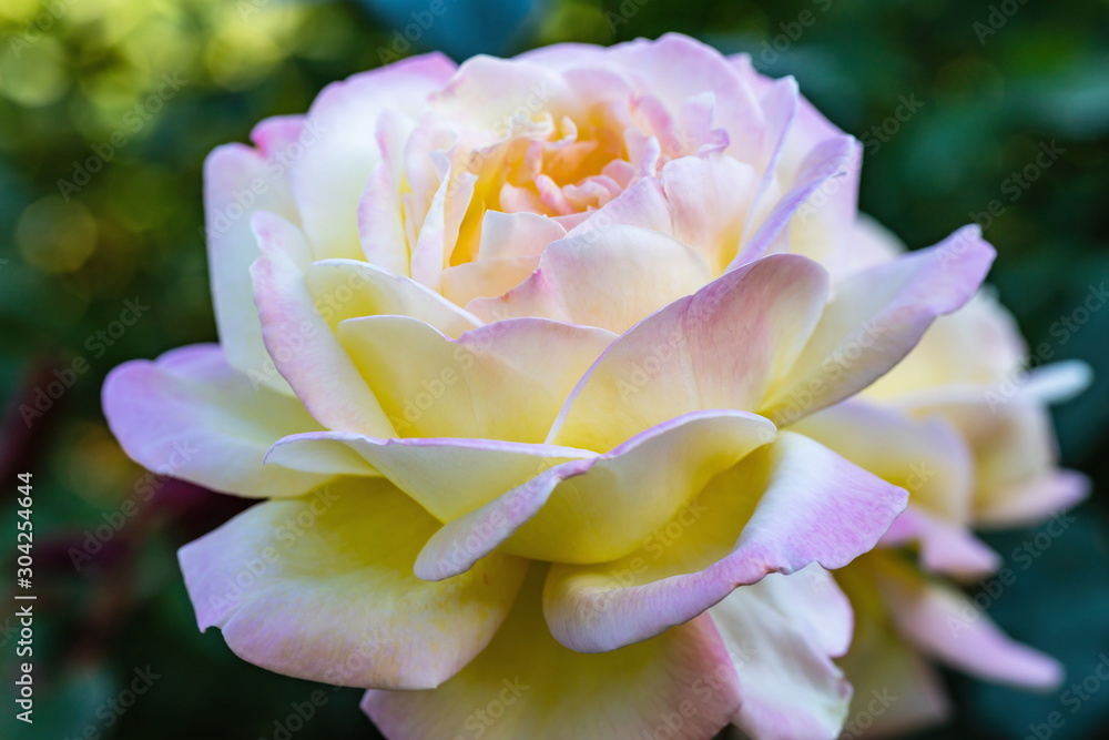A bright pink and yellow rose flower in the garden A bright pink and yellow rose flower in the garden
