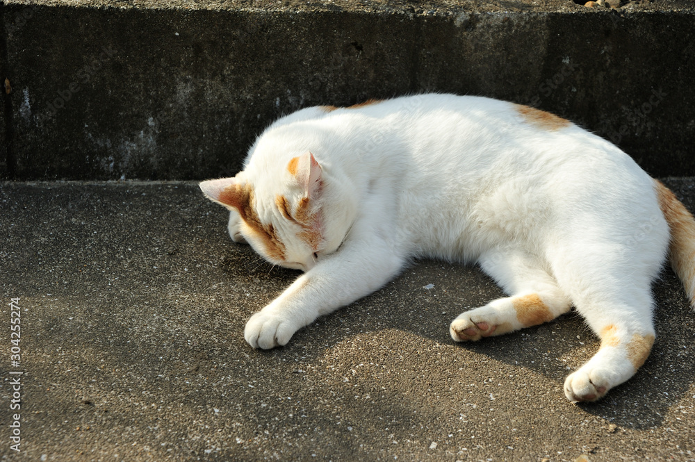 猫 猫