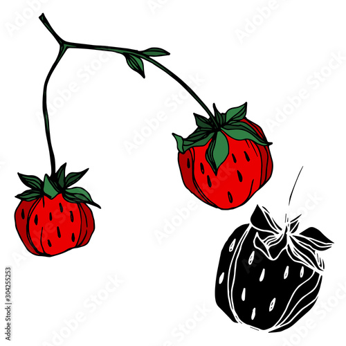 Fototapeta Naklejka Na Ścianę i Meble -  Vector strawberry fresh berry healthy food. Black and white engraved ink art. Isolated strawberry illustration element.