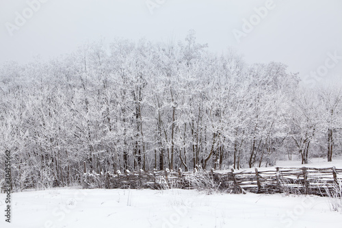 winter scenery with tree branches covered with snow © russieseo
