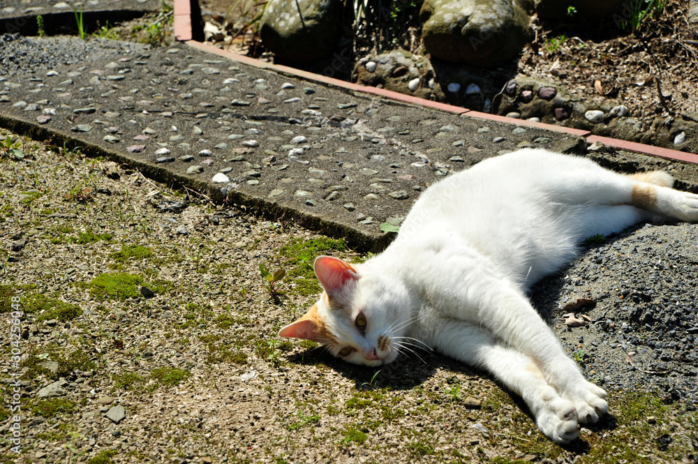 Fototapeta premium 子猫