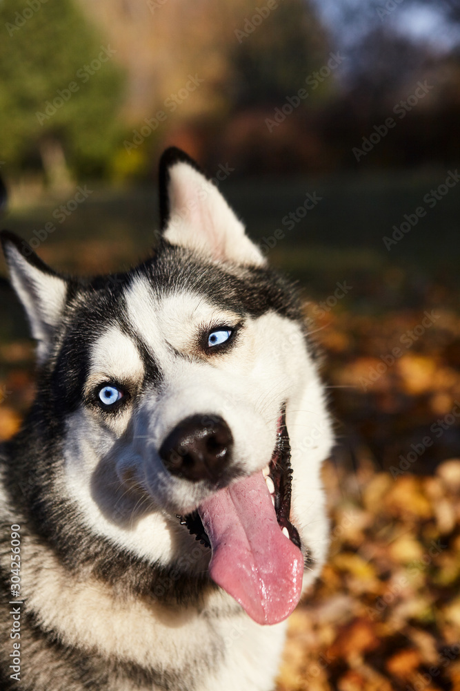 Portrait of a funny Siberian Husky dog outdoors