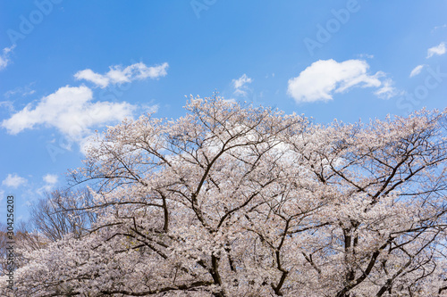 晴天の日に咲く桜