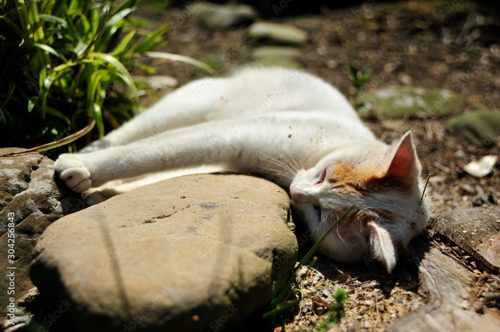 子猫