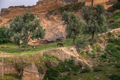 Landscape view of the city wall. Horse grazing green grass on the meadow near the city. Fez, Morocc
