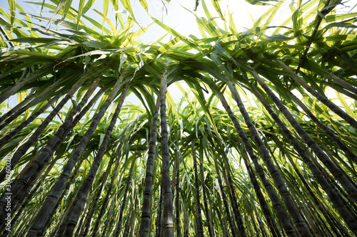 Sugarcane plants growing at field