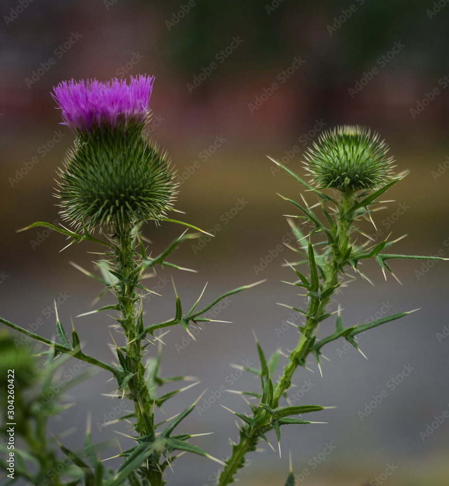 Thistle Thistle