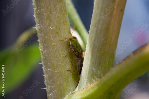 ant on a leaf photo