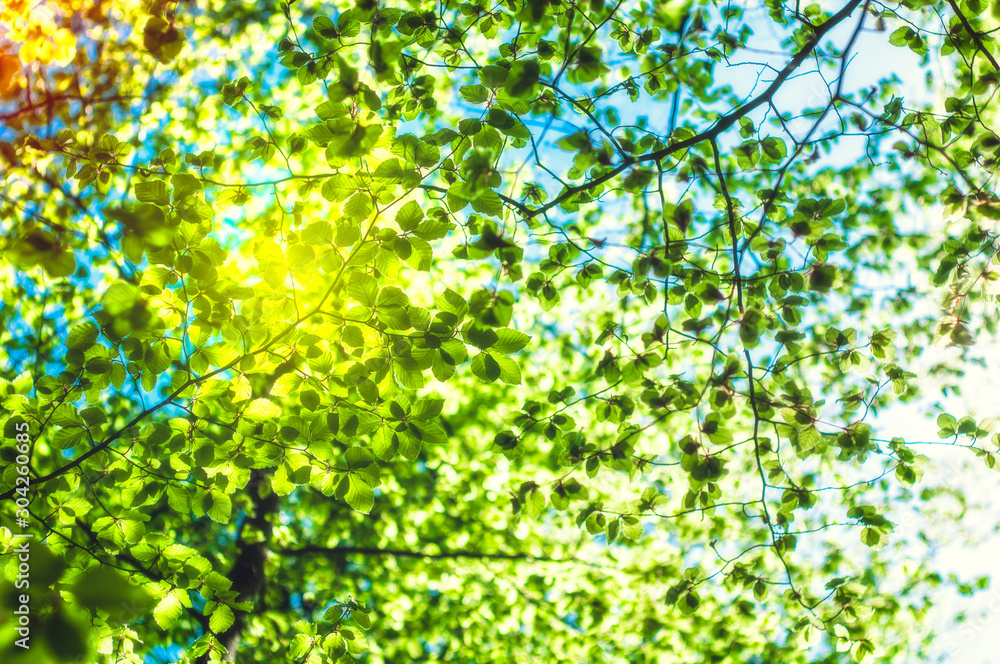 background of green leaves