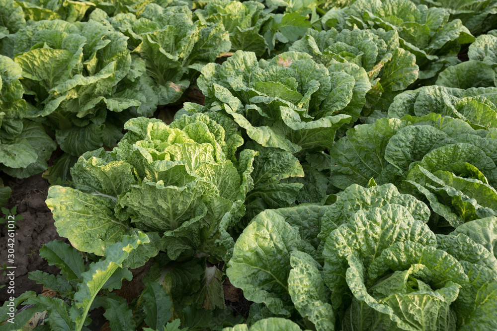 Chinese cabbage crop growing at field Chinese cabbage crop growing at field