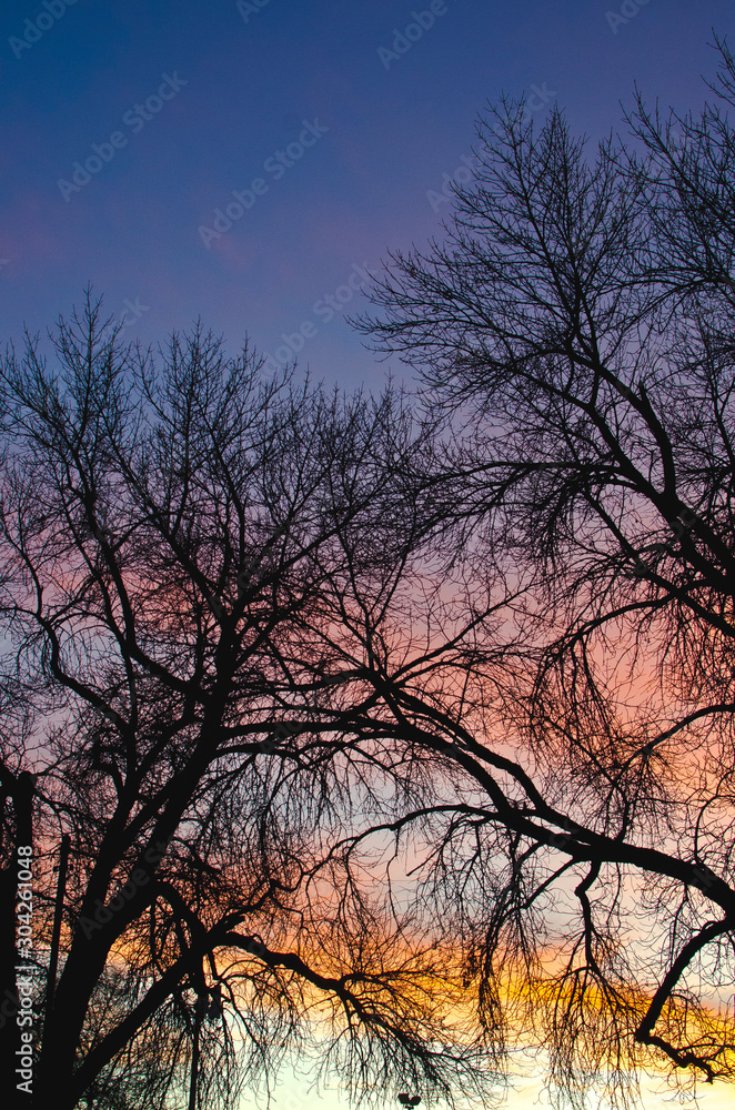 The glowing colors behind the thin park trees in the cold winter night. The glowing colors behind the thin park trees in the cold winter night.