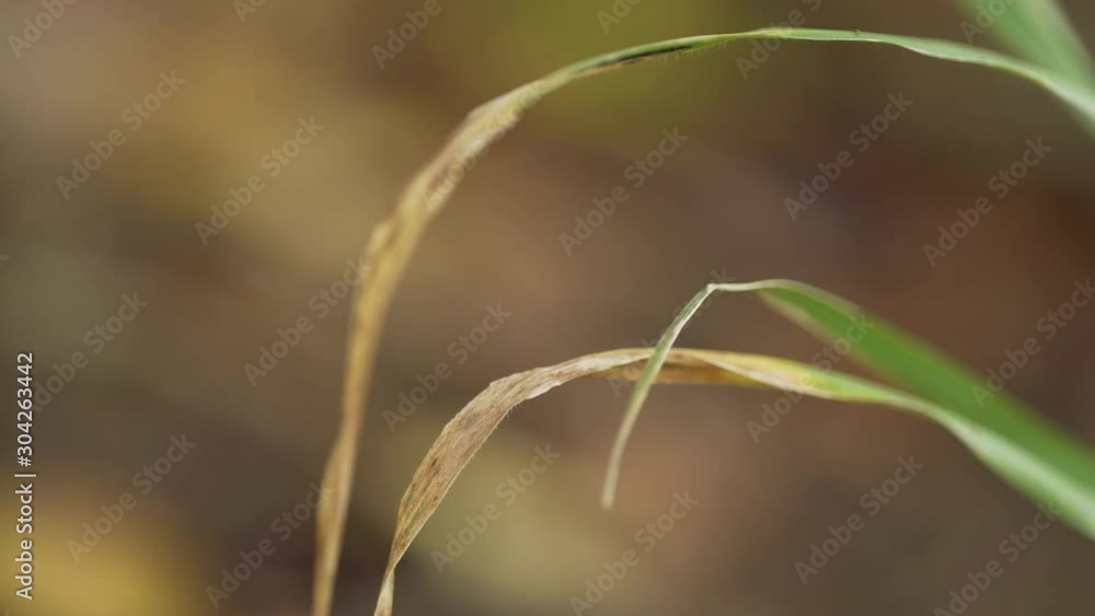 Herbe ambience amtomne