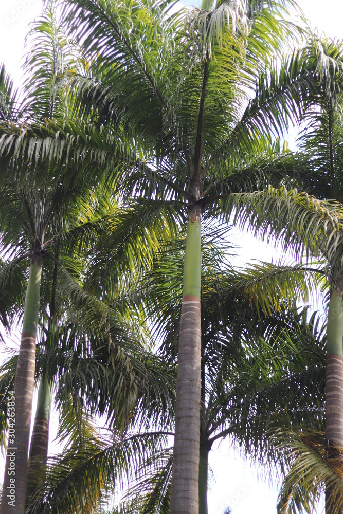 palmeira palmeira