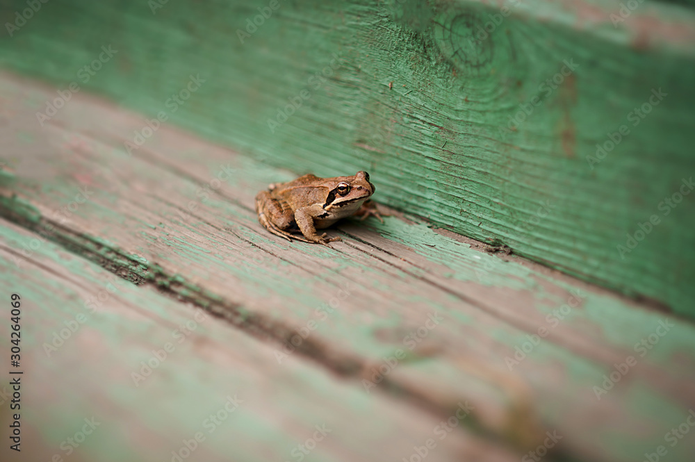 green frog with a big eye sits on a wooden floor