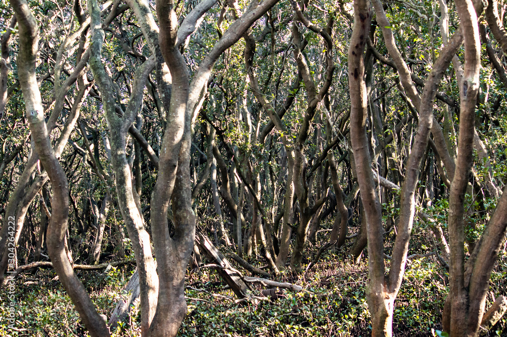 Fototapeta premium Trees growing in mangrove swamp ideal as natural background
