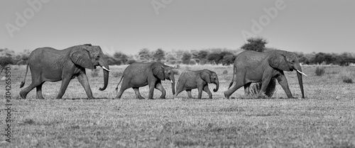 Canvas Print Herding Group6