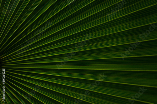 tropical palm leaf and shadow, abstract natural green background © Nabodin