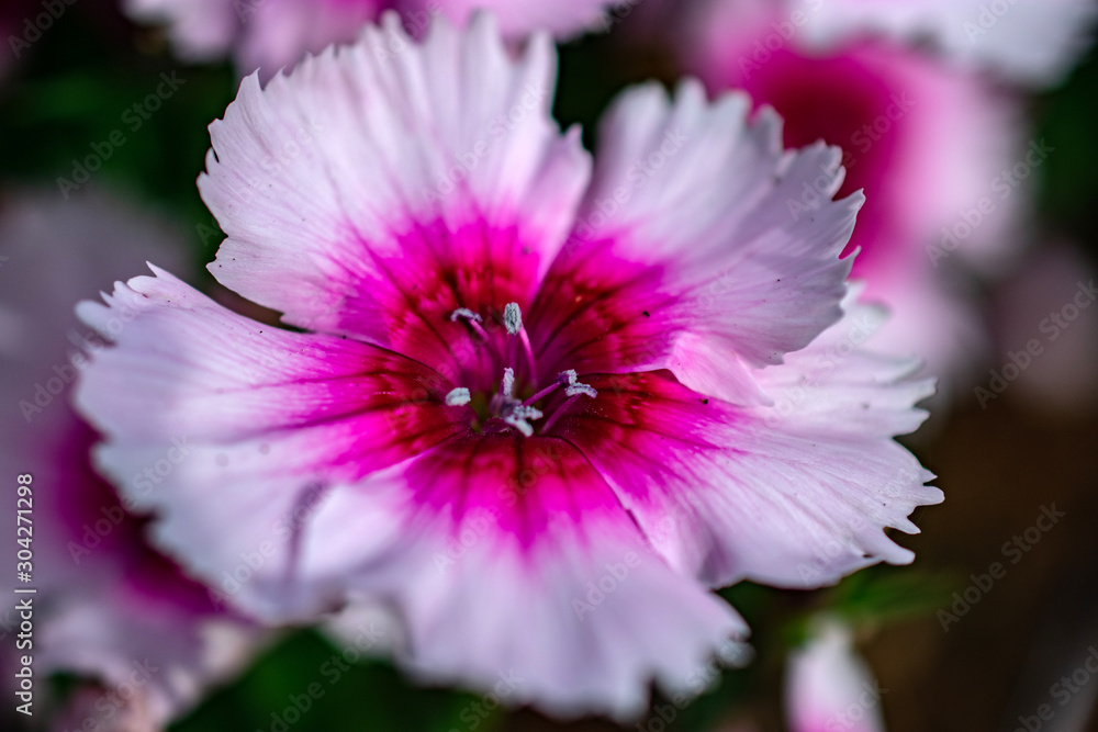Fototapeta premium macro detail of pink and white tiny flower