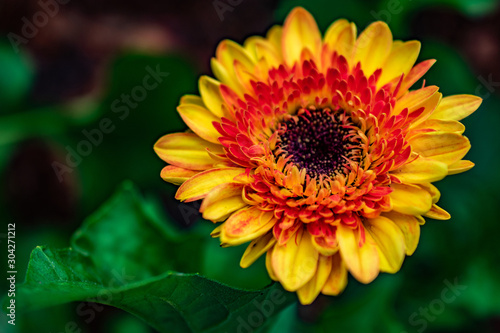yellow and orange flower with greenery