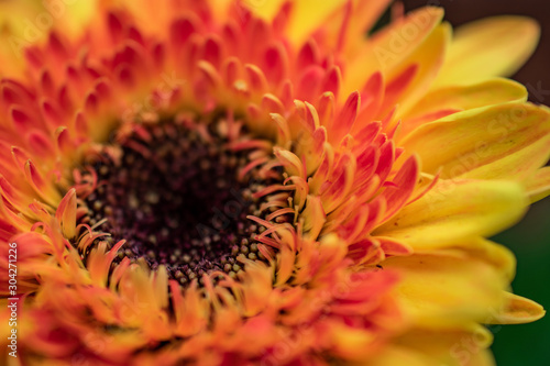 yellow orange flower details