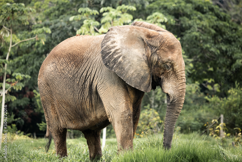 Fototapeta premium elephant in kenya