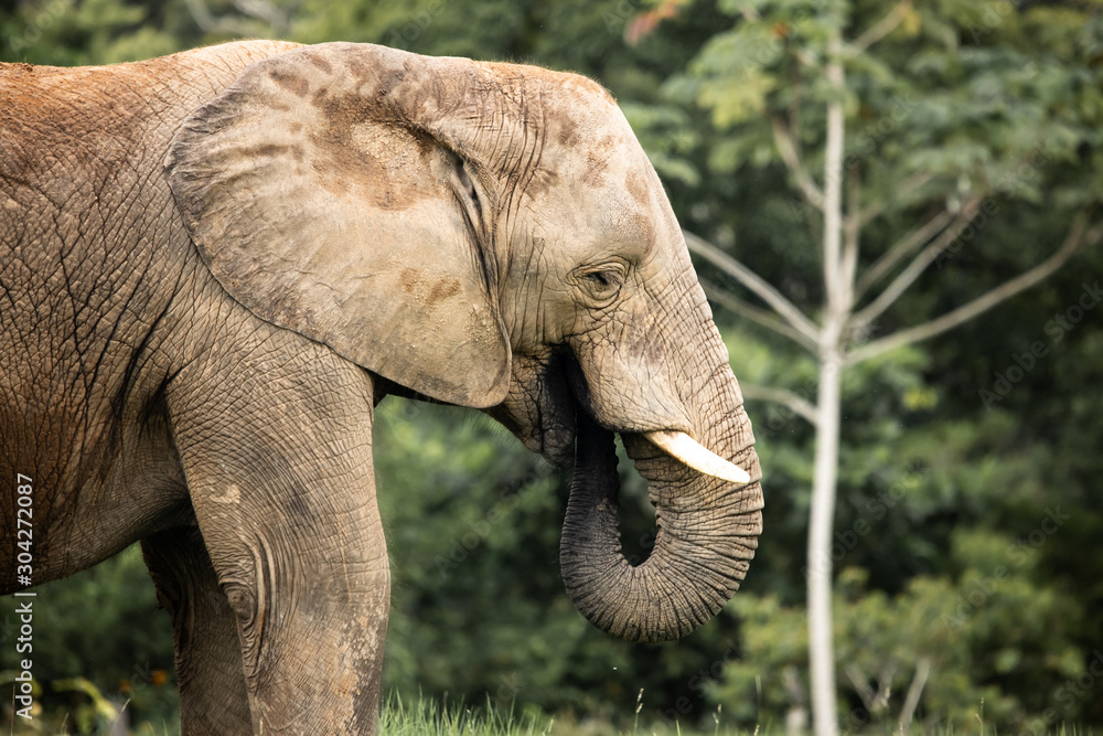 Fototapeta premium elephant in the wild