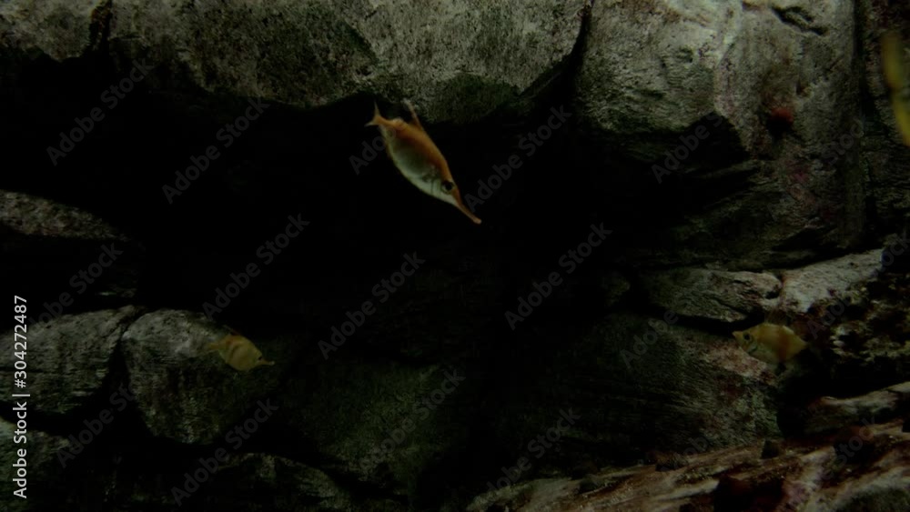 Coral reef fish in a marine aquarium. Coral reef fish in a marine aquarium.