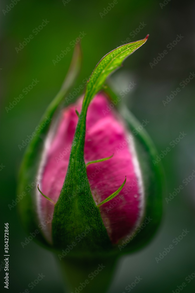 pink rose bud closed with green leaves macro detail pink rose bud closed with green leaves macro detail