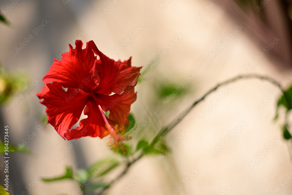 Red hibiscus flower with green leaves in a tree Red hibiscus flower with green leaves in a tree