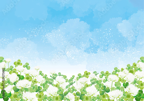 シロツメクサ：シロツメクサ　春　春の花　草原　自然　花　4月　群生　晴天　青空　満開