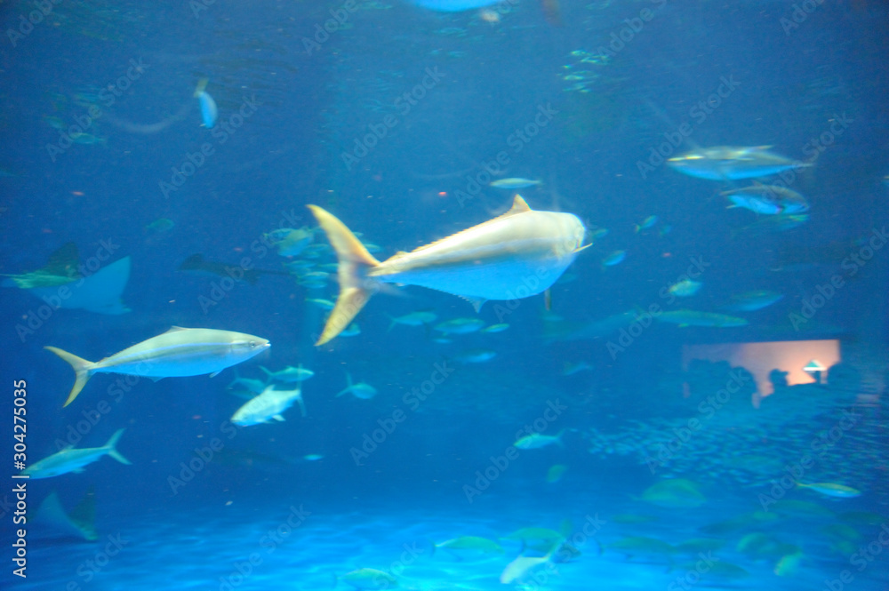 Fototapeta premium 水族館