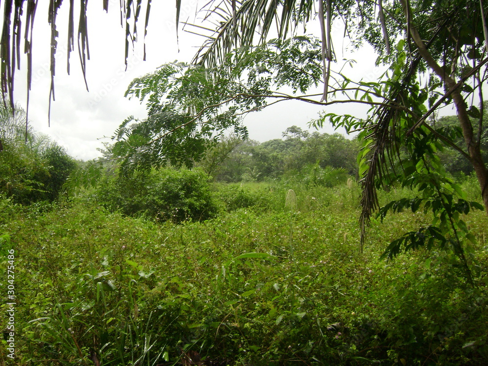 Fototapeta premium paisagem na chácara