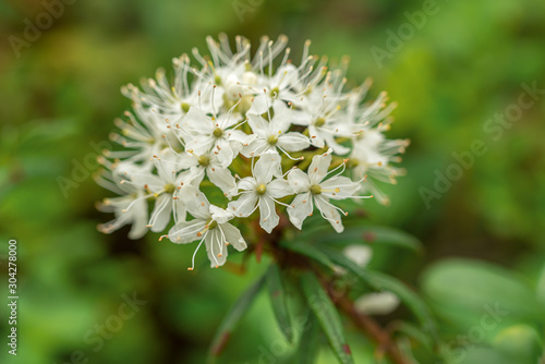 Labrador tea white flowers in the green spring forest photo
