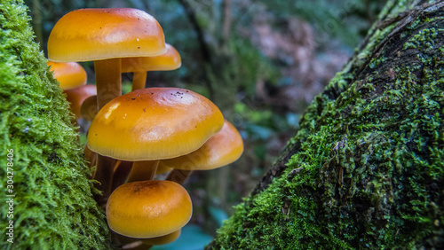Smooth native Fungi In Tasmania tarkine area 